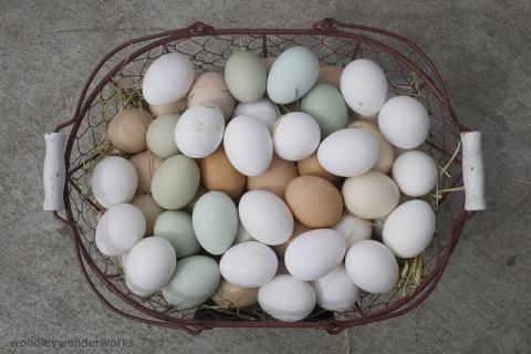 photo of eggs!
