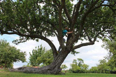Photo of boy climbing tree