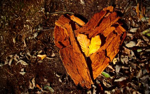 Photo of woodland heart shape